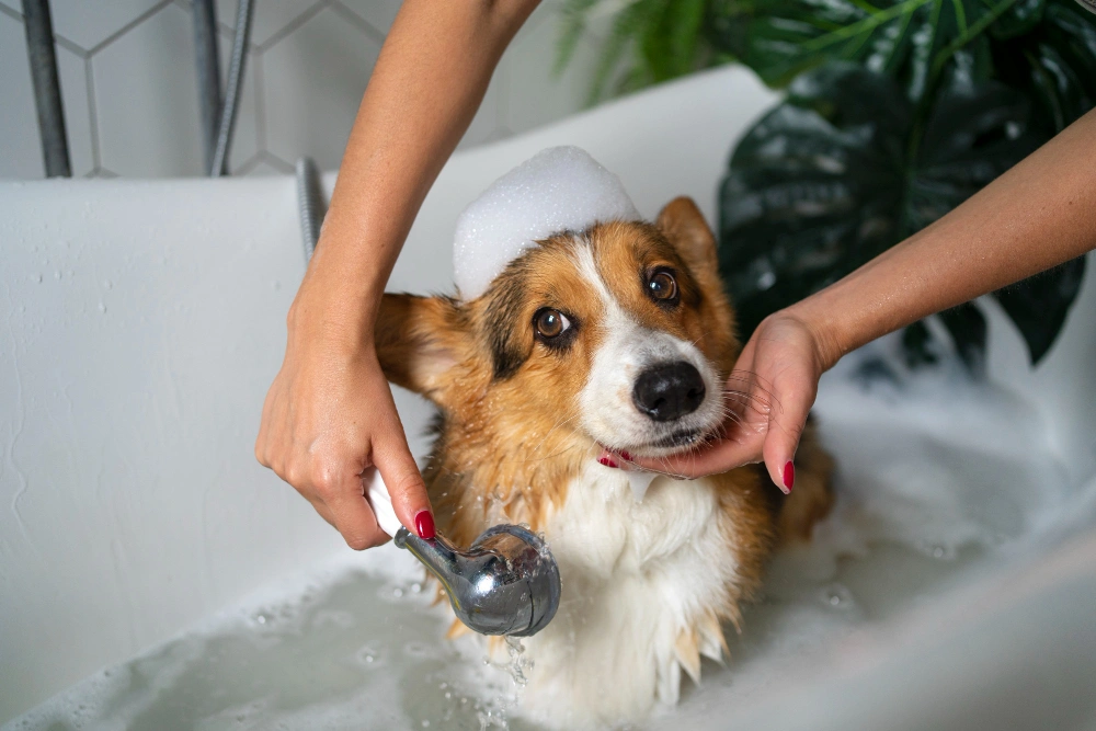 How to Make Homemade Dry Shampoo for Dogs A Step-by-Step Guide, Eco pet pathway