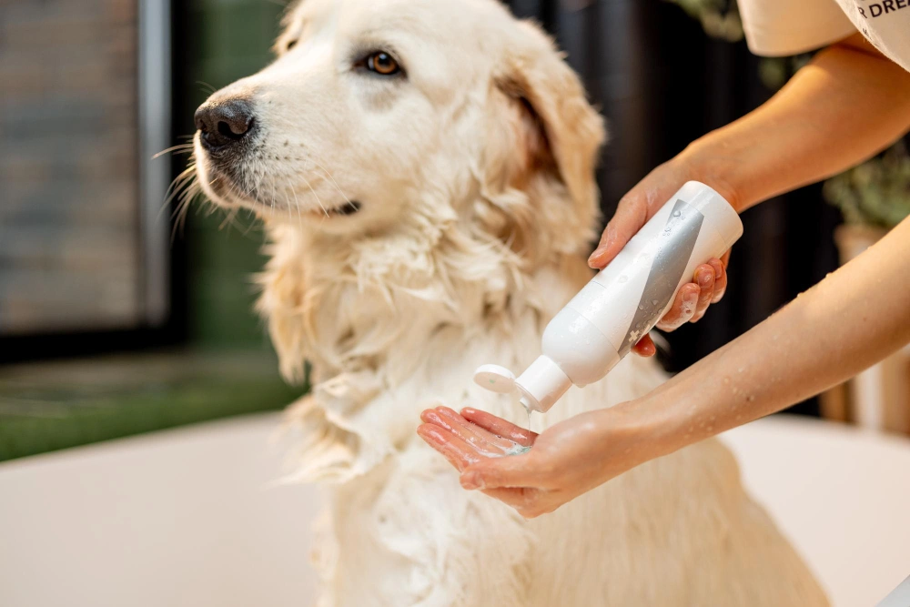 How to Make Homemade Dry Shampoo for Dogs A Step-by-Step Guide, Eco pet pathway