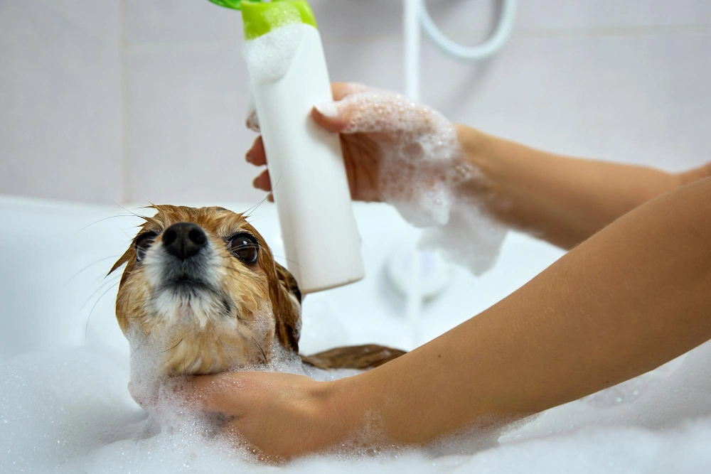 How to Make Homemade Dry Shampoo for Dogs A Step-by-Step Guide, Eco pet pathway