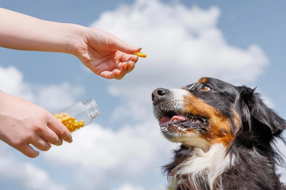 Natural Dog Joint Supplements, Eco pet pathway