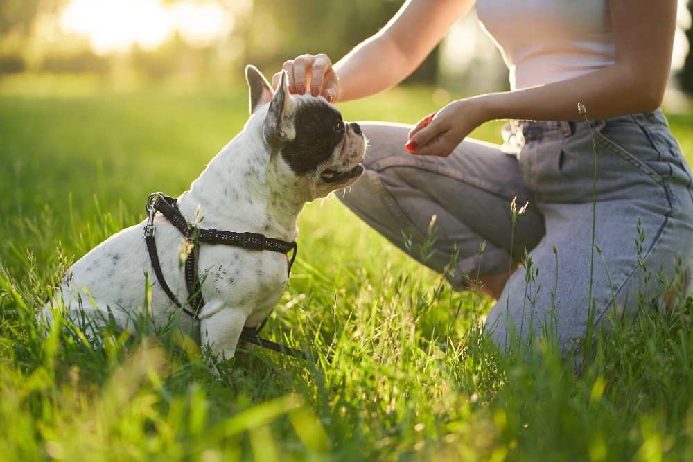 Natural Flea and Tick Prevention for Dogs, Eco pet pathway