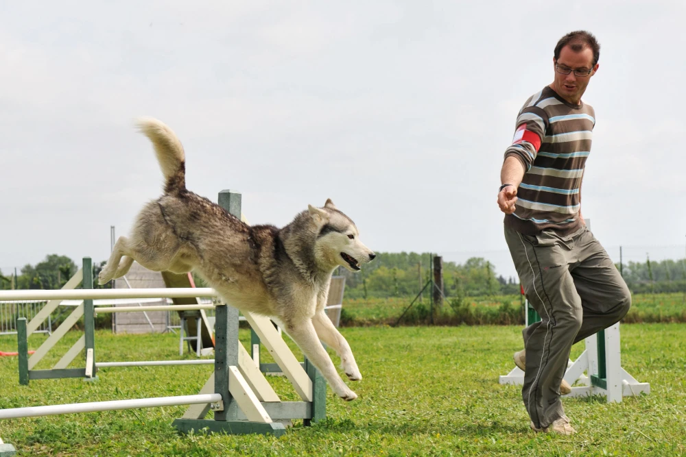 Best Joint Supplements for German Shepherds, Eco pet pathway
