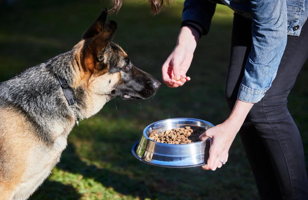 Best Joint Supplements for German Shepherds, Eco pet pathway