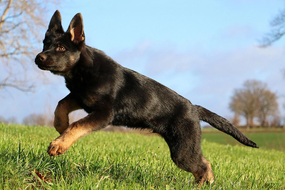 Best Joint Supplements for German Shepherds, Eco pet pathway