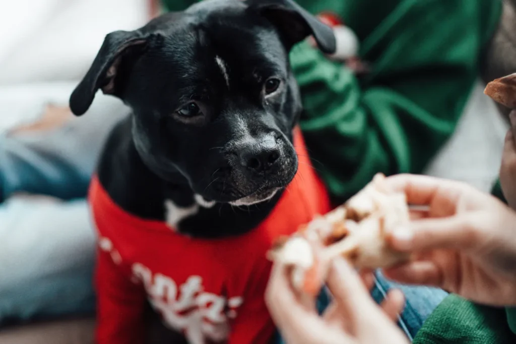 Best Vegan Dog Treats, Eco pet pathway