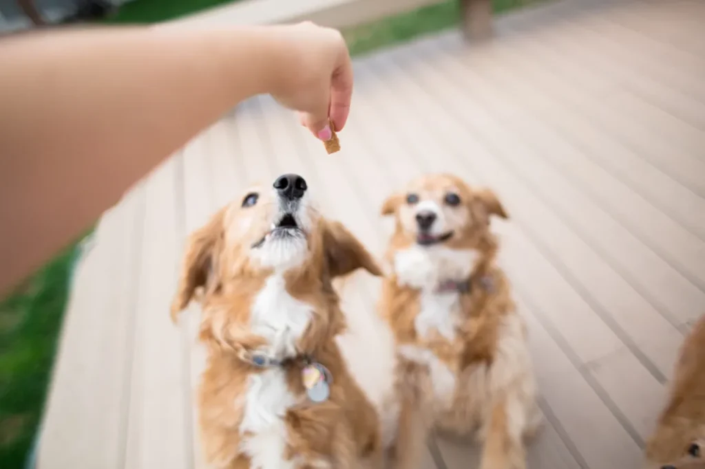 Best Vegan Dog Treats, Eco pet pathway