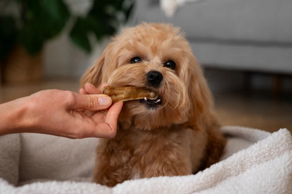 Grain-Free Dog Food for Allergies, Eco pet pathway