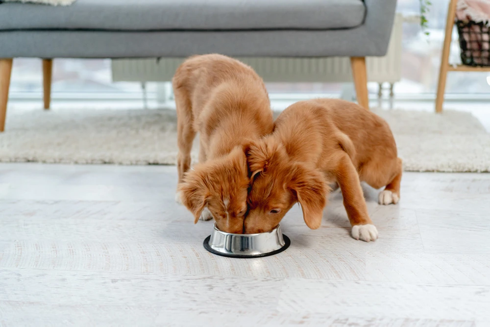 Grain-Free Dog Food for Allergies, Eco pet pathway