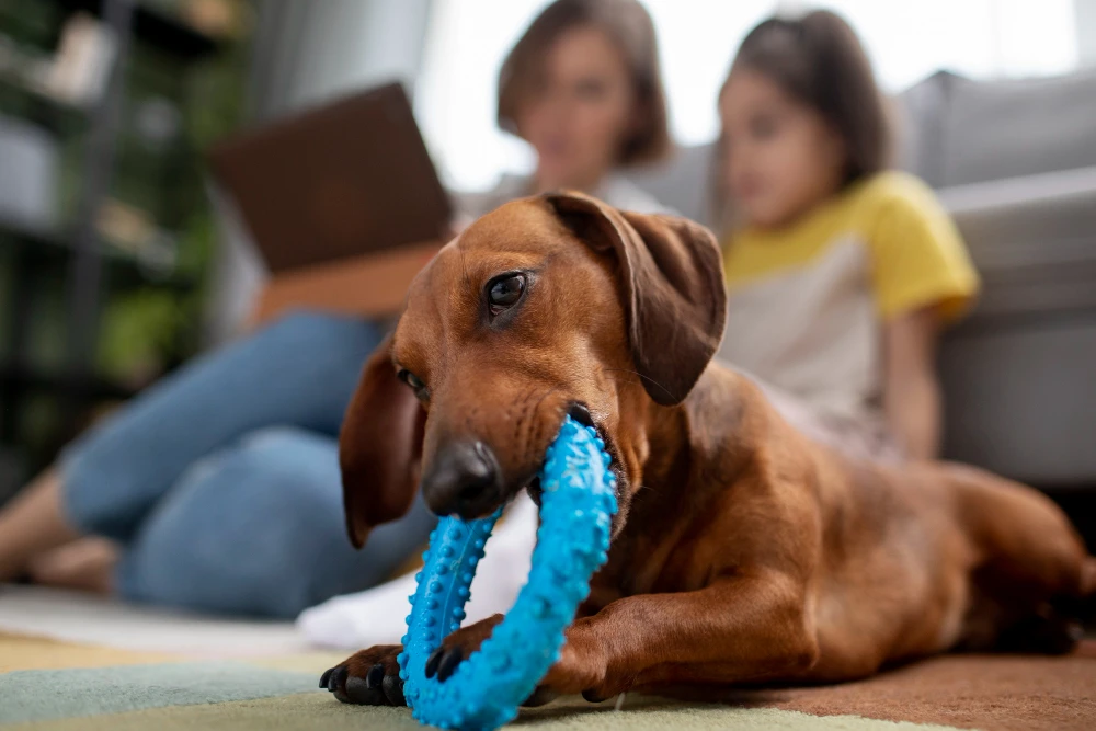 Homemade Puppy Teething Toys, Eco pet pathway