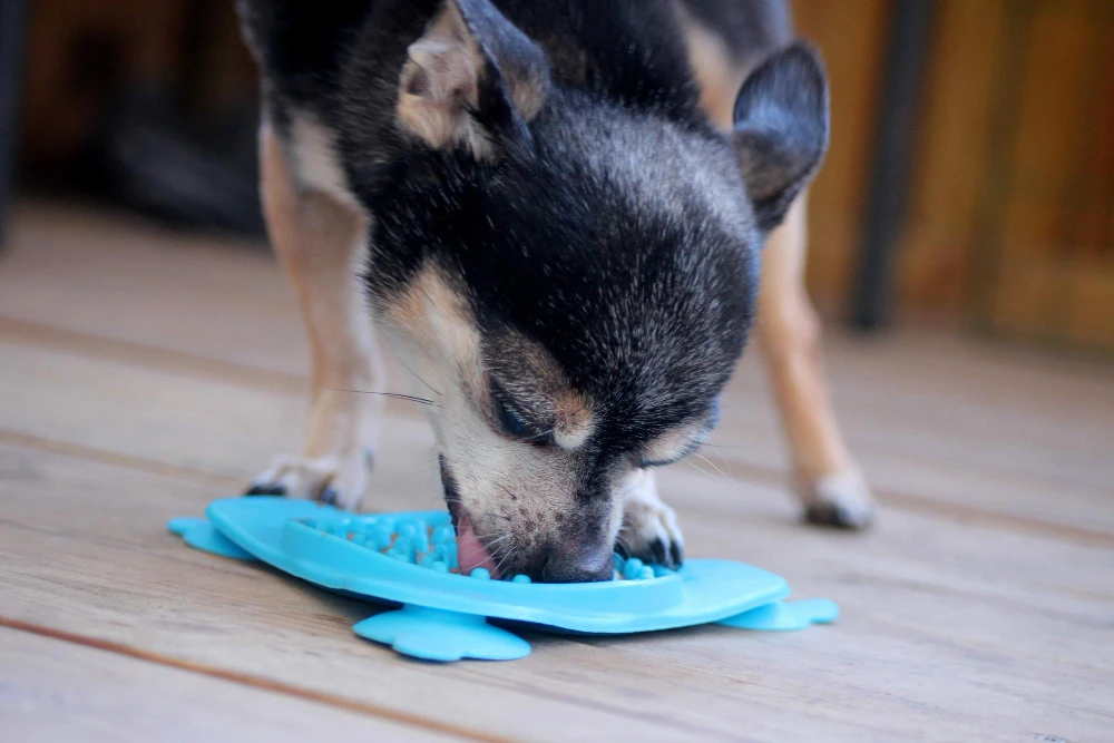 Homemade Puppy Teething Toys, Eco pet pathway