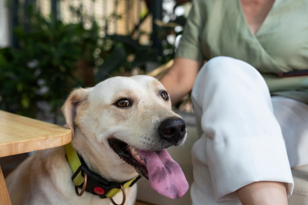 Natural Joint Supplements for Dogs, Eco pet pathway