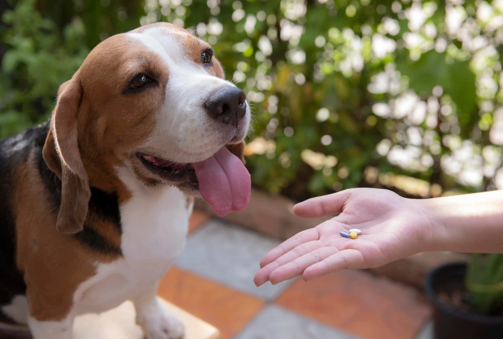 Natural Joint Supplements for Dogs, Eco pet pathway