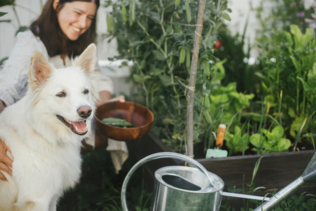 Plant-Based Dog Treats, Eco Pet Pathway