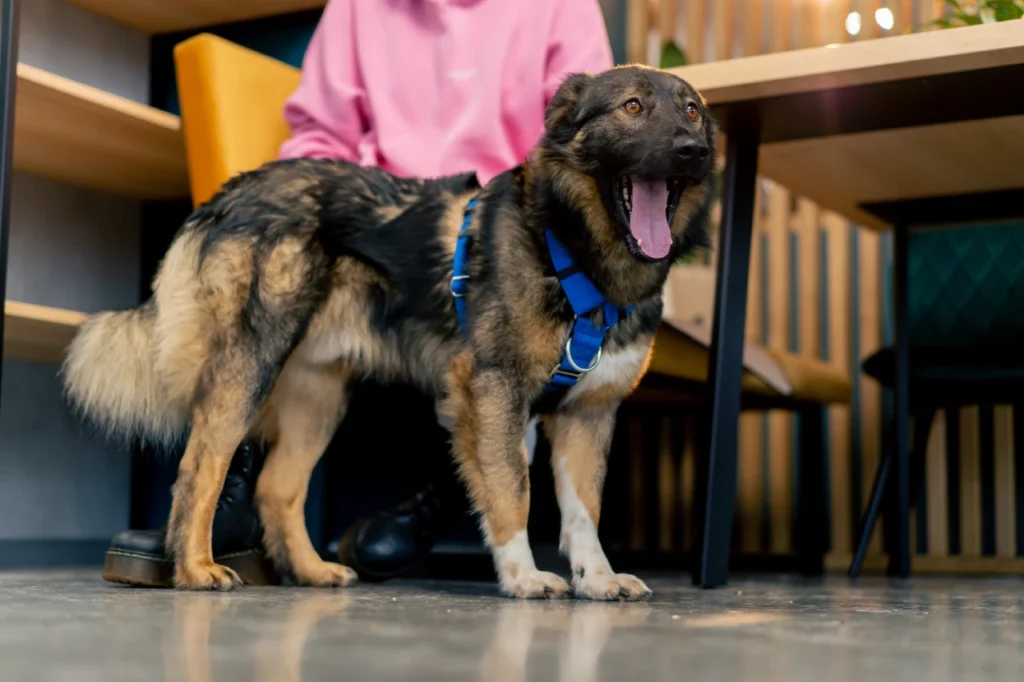 Plant-Based Dog Treats, Eco Pet Pathway