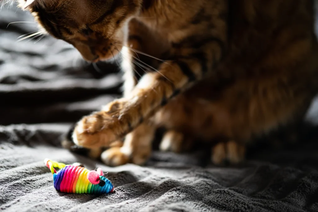 Sustainable Cat Toys, Eco pet pathway