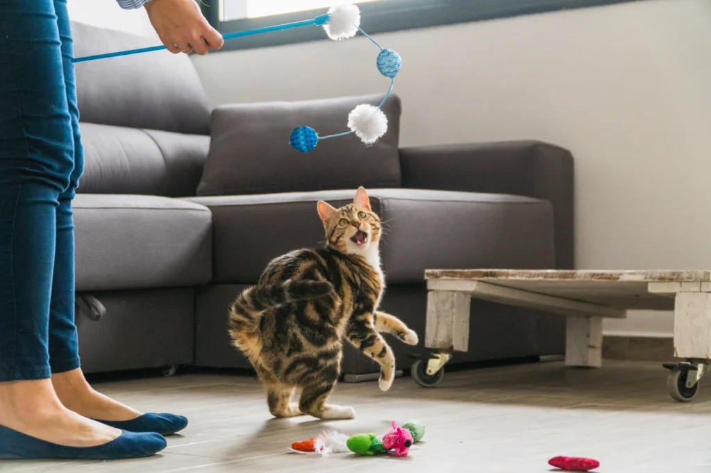 Sustainable Cat Toys, Eco pet pathway