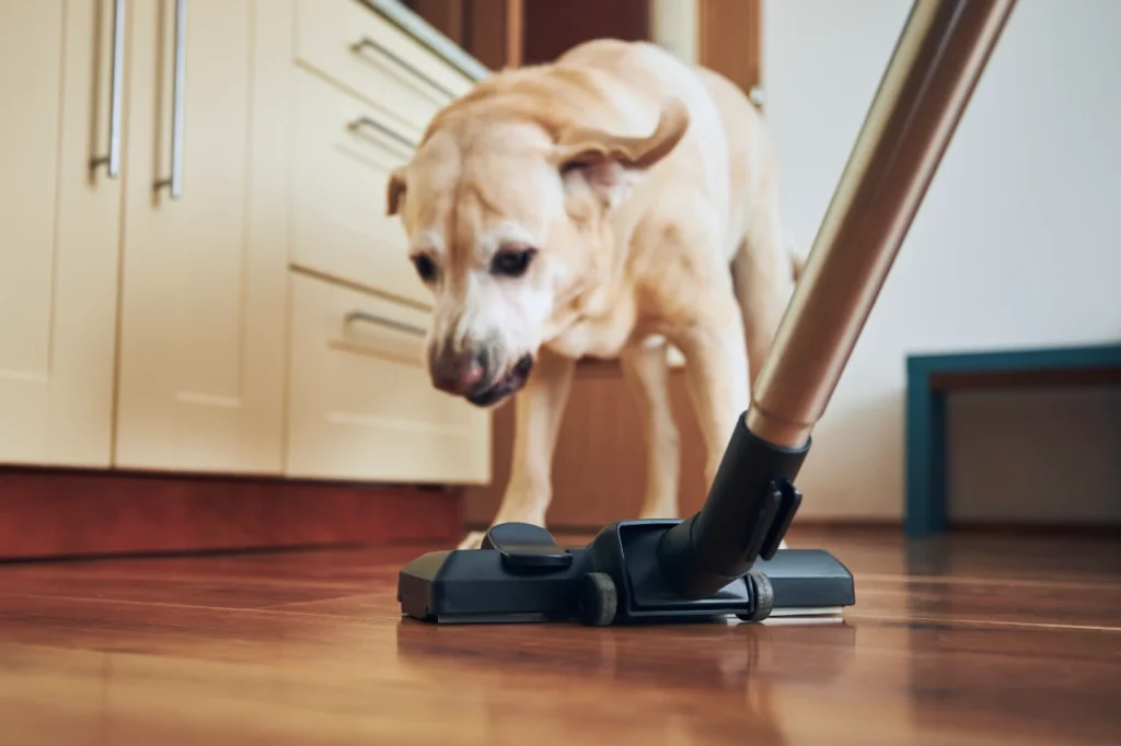 Homemade Pet Safe Floor Cleaner, Eco pet pathway