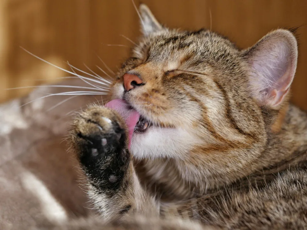 Why Does My Cat Lick Me Then Bite Me, Eco pet pathway