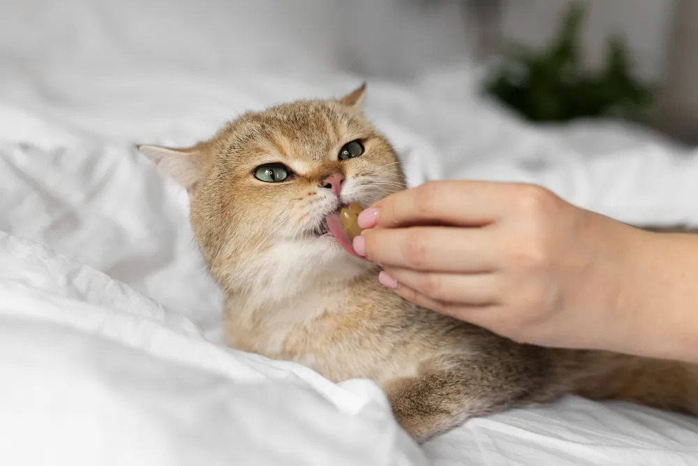 Why Does My Cat Lick Me Then Bite Me, Eco pet pathway