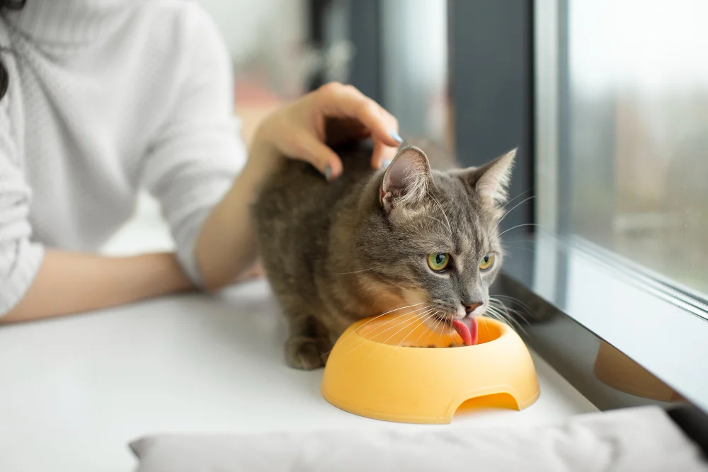 Best Dry Cat Food for Indoor Cats with Sensitive Stomachs, Eco pet pathway