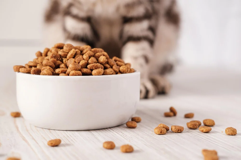 Best Dry Cat Food for Indoor Cats with Sensitive Stomachs, Eco pet pathway