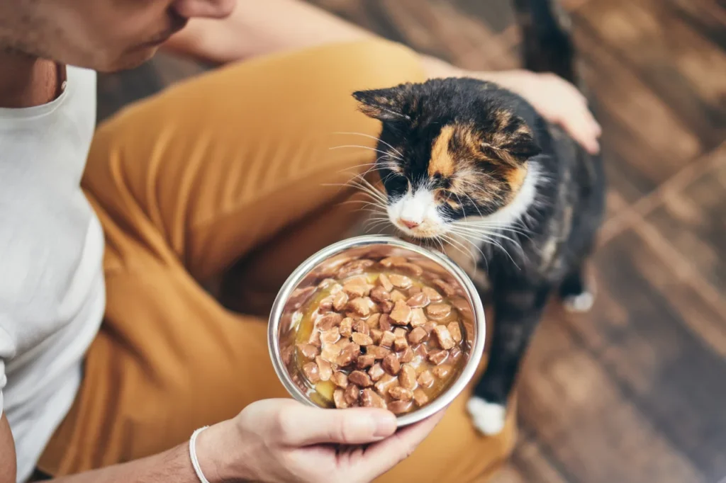 Best Dry Cat Food for Indoor Cats with Sensitive Stomachs, Eco pet pathway