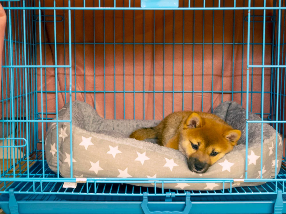 Puppy Whining in Crate at Night, Eco Pet Pathway