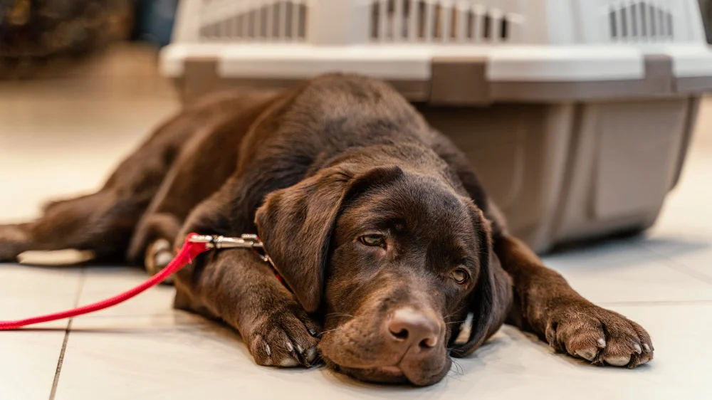 Puppy Whining in Crate at Night, Eco Pet Pathway