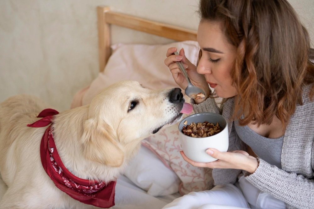 homemade dog treats recipes vet approved, Eco pet pathway