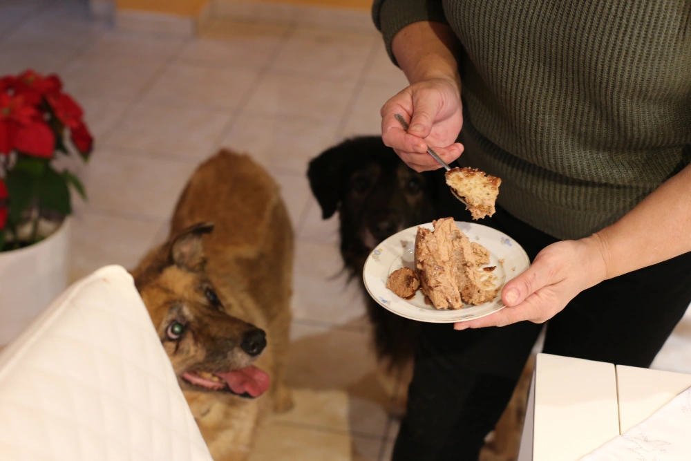 homemade dog treats recipes vet approved, Eco pet pathway
