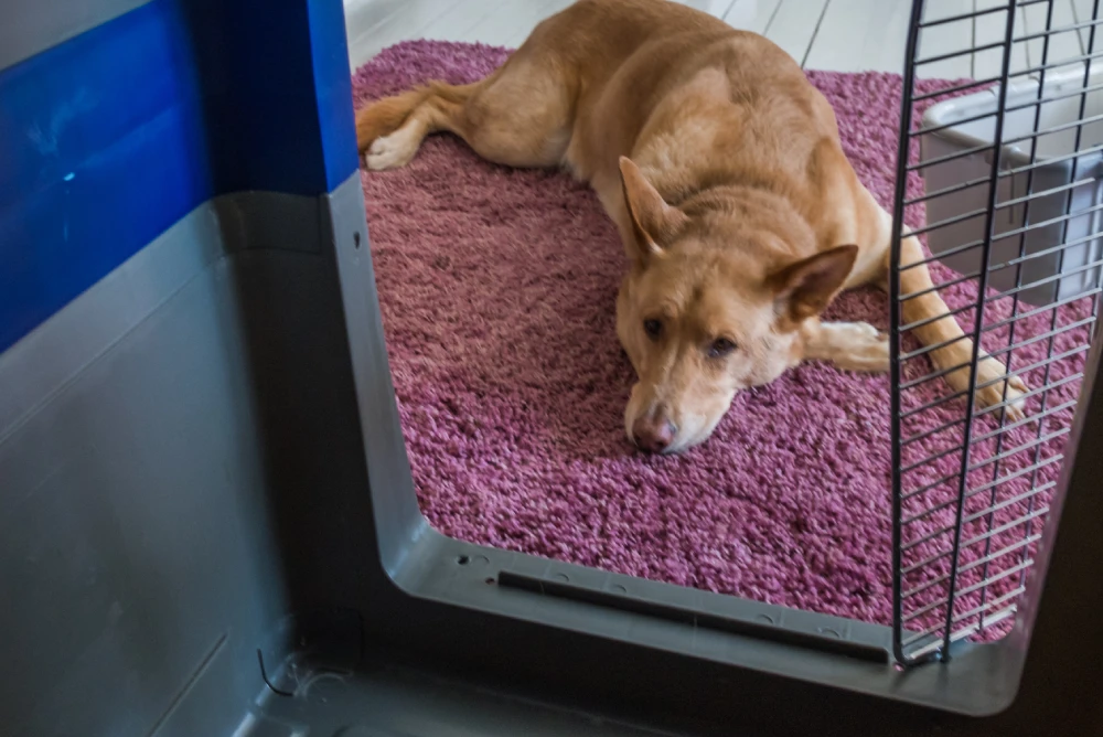 How to Crate Train a Dog , Eco pet pathway