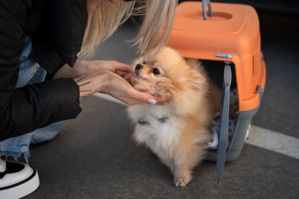 How to Crate Train a Dog , Eco pet pathway