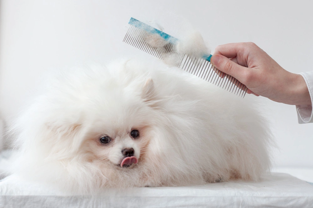 pet grooming tools for dogs, Eco pet pathway