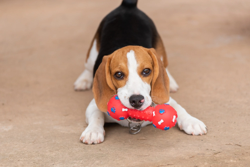 Eco-Friendly Dog Toys for Aggressive Chewers,
eco pet pathway