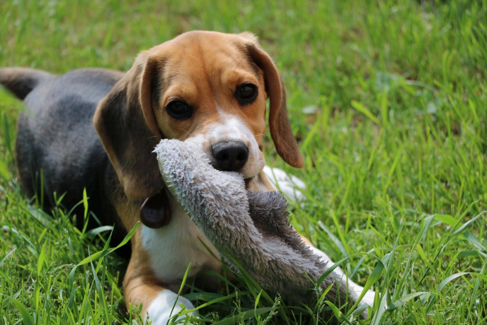 Eco-Friendly Dog Toys for Aggressive Chewers, eco pet pathway