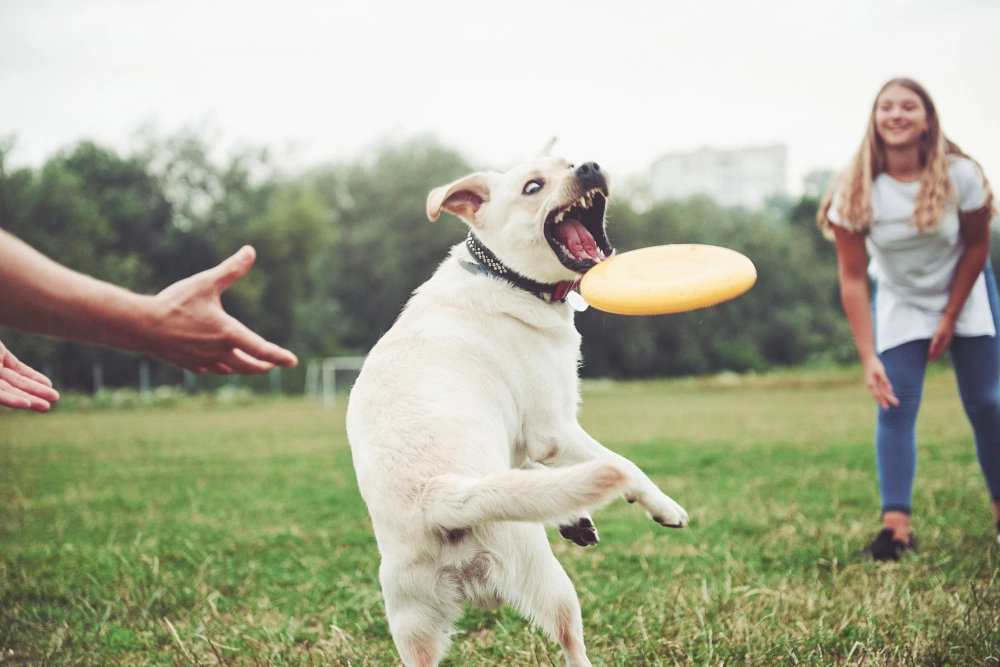 Eco-Friendly Dog Toys for Aggressive Chewers, eco pet pathway