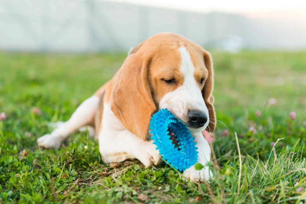 Eco-Friendly Dog Toys for Aggressive Chewers, eco pet pathway