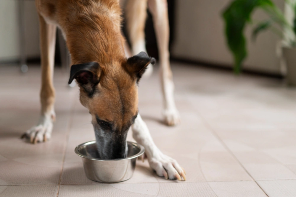 grain free dog food, eco pet pathway