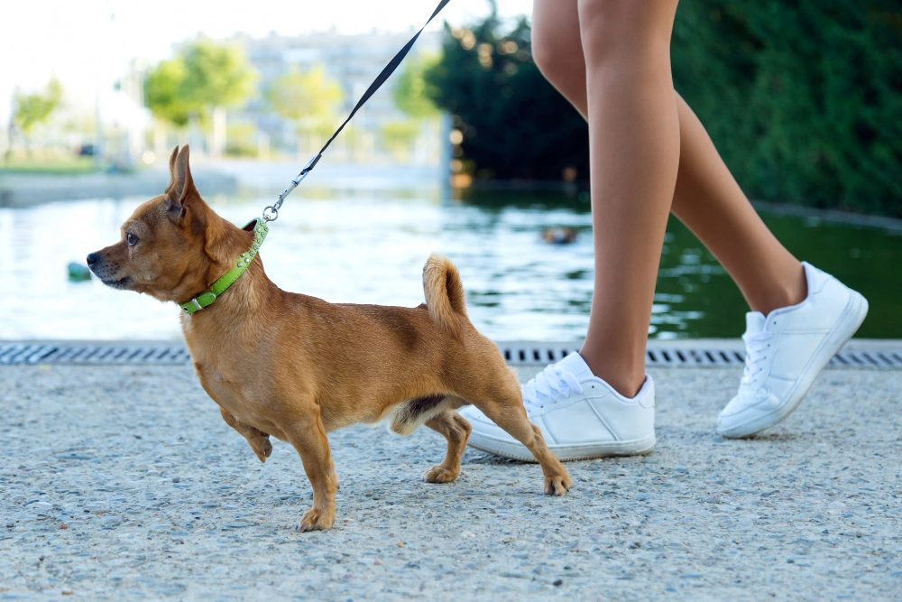 Best Leash for Dogs That Pull, Eco Pet Pathway