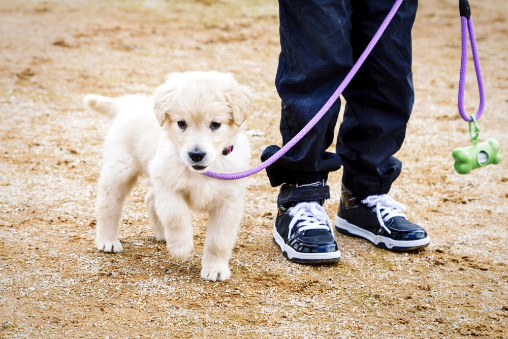 Best Leash for Dogs That Pull, Eco Pet Pathway