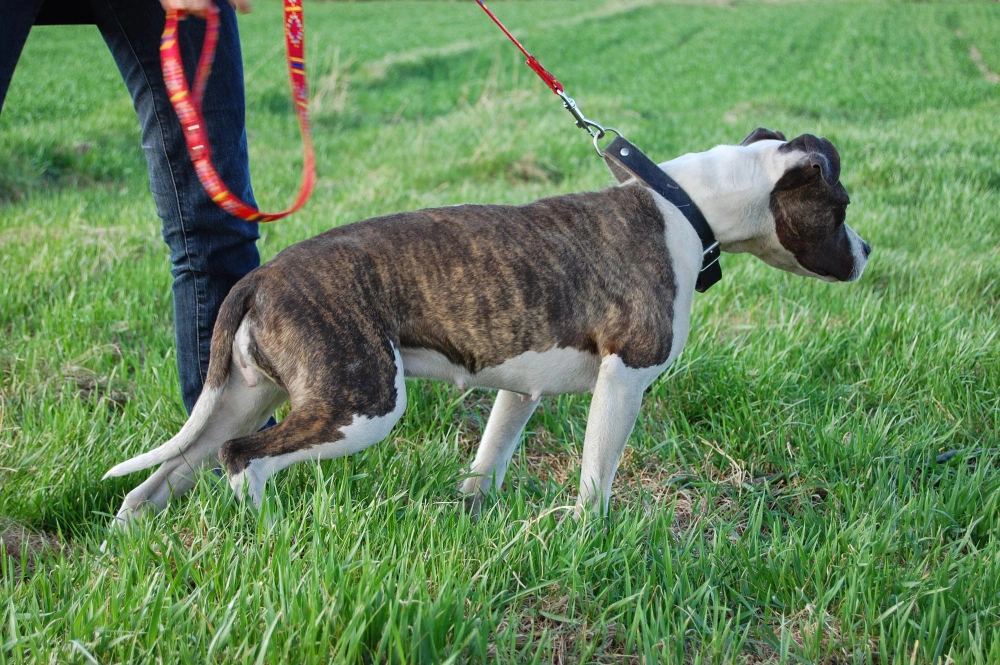Best Leash for Dogs That Pull, Eco Pet Pathway