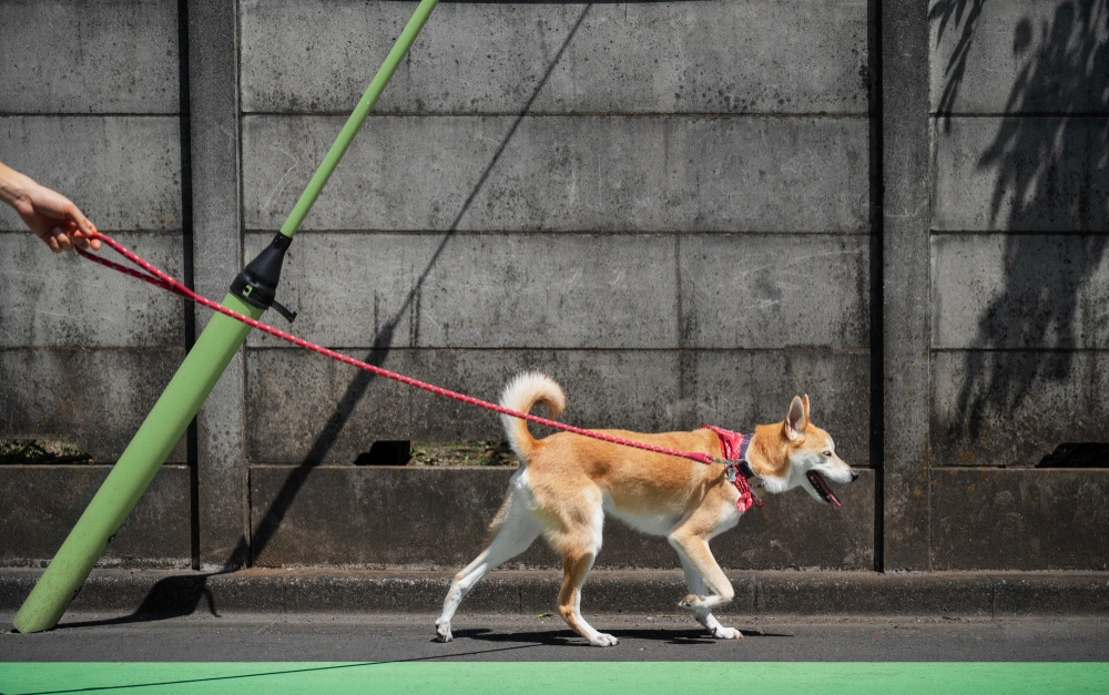 Best Leash for Dogs That Pull, Eco Pet Pathway