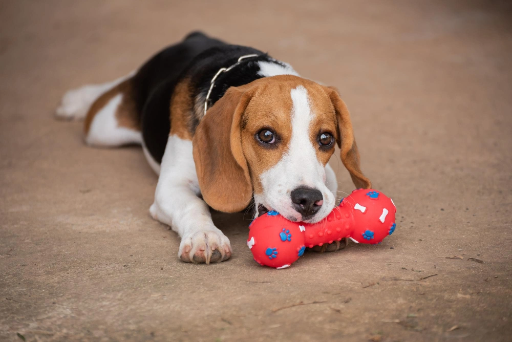 Eco-Friendly Dog Toys for Aggressive Chewers, Eco pet pathway
