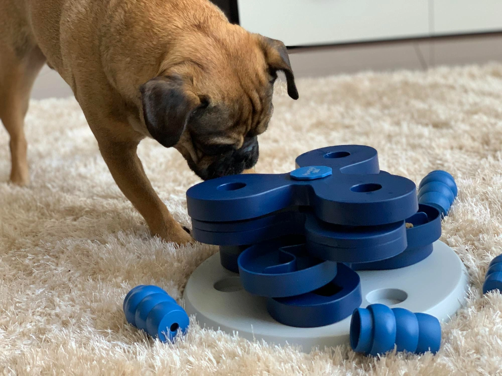 Eco-Friendly Dog Toys for Aggressive Chewers,
Eco pet pathway