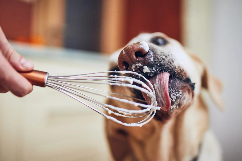 Homemade Dog Food Recipes for Large Breeds, Eco pet pathway