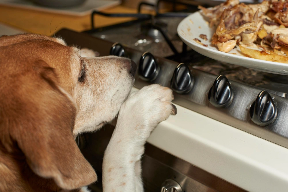 Homemade Dog Food Recipes for Large Breeds, Eco pet pathway