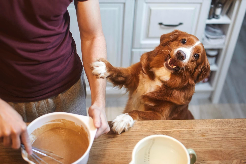 Homemade Dog Food Recipes for Large Breeds, Eco pet pathway