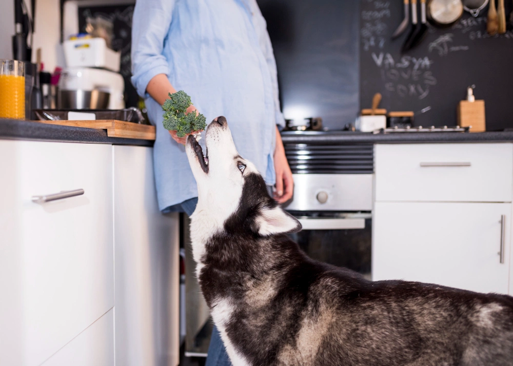 Homemade Dog Food Recipes for Large Breeds, Eco pet pathway