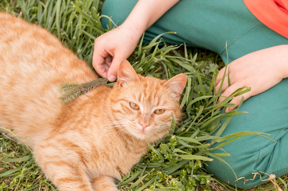 cat proofing garden, eco pet pathway