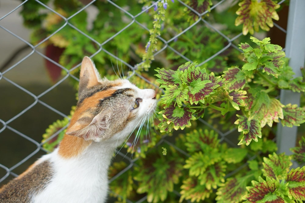cat proofing garden, eco pet pathway